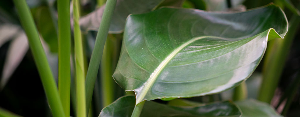 Strelitzia - Hydrocultuur