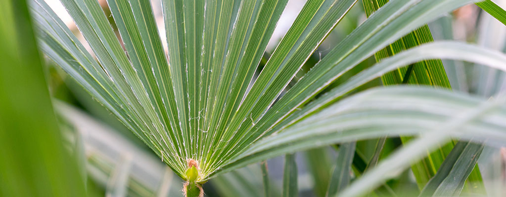 Trachycarpus - Henneppalm  