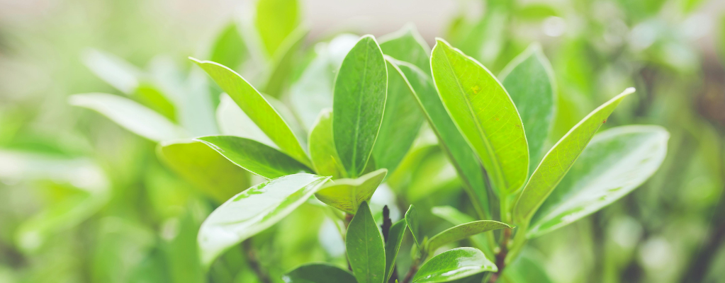 Vaste planten groenblijvend