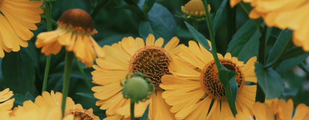 Winterharde vaste planten