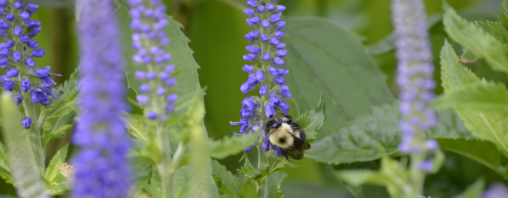 Veronica austriaca - Brede Ereprijs