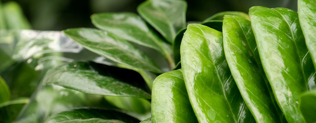 Zamioculcas - ZZ-plant