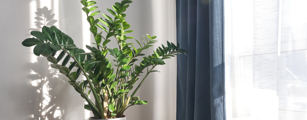 Zamioculcas - ZZ-plant