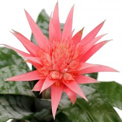 Aechmea verzorging Aechmea verzorging