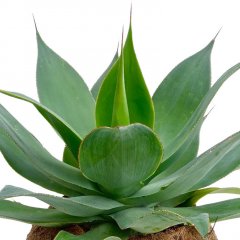 Agave verzorging Agave verzorging