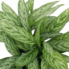 Aglaonema verzorging Aglaonema verzorging