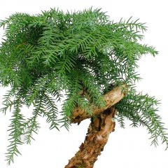 Araucaria verzorging Araucaria verzorging