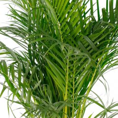 Areca verzorging Areca verzorging