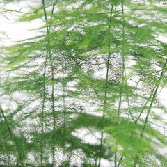 Asparagus verzorging Asparagus verzorging