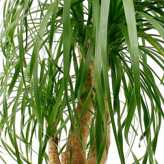 Beaucarnea verzorging Beaucarnea verzorging
