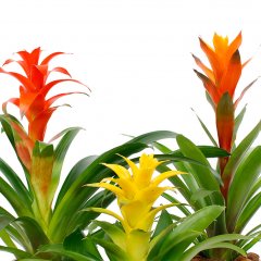 Bromelia verzorging Bromelia verzorging