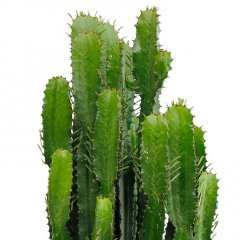 Cactus verzorging Cactus verzorging