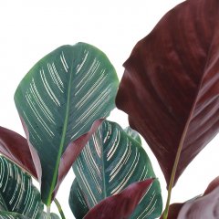 Calathea verzorging Calathea verzorging