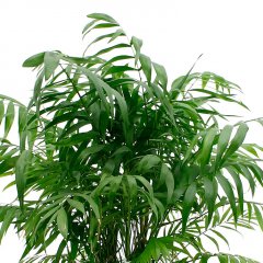 Chamaedorea verzorging Chamaedorea verzorging