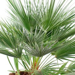 Chamaerops Humilis verzorging Chamaerops Humilis verzorging