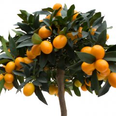 Citrus verzorging Citrus verzorging