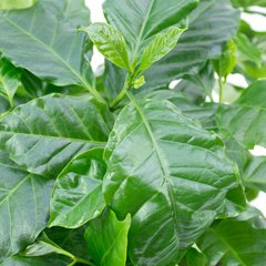 Coffea Arabica verzorging Coffea Arabica verzorging