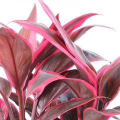 Cordyline verzorging Cordyline verzorging