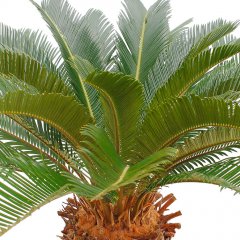 Cycas verzorging Cycas verzorging