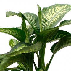 Dieffenbachia verzorging Dieffenbachia verzorging
