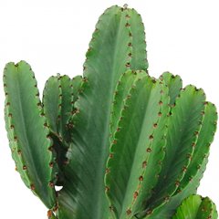 Euphorbia verzorging Euphorbia verzorging