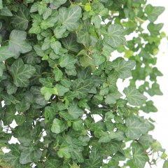 Hedera verzorging Hedera verzorging