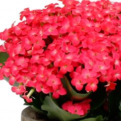 Kalanchoë verzorging Kalanchoë verzorging