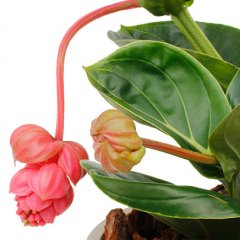Medinilla verzorging Medinilla verzorging