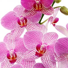 Orchidee verzorging Orchidee verzorging