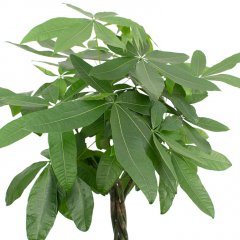 Pachira verzorging Pachira verzorging