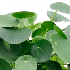 Pannenkoekenplant verzorging Pannenkoekenplant verzorging