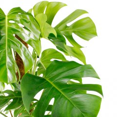 Philodendron verzorging Philodendron verzorging