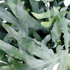 Phlebodium verzorging Phlebodium verzorging