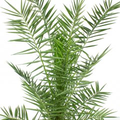 Phoenix Canariensis verzorging Phoenix Canariensis verzorging