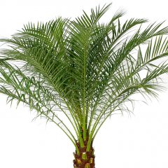 Phoenix Roebelenii verzorging Phoenix Roebelenii verzorging
