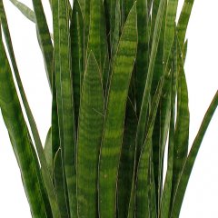 Sansevieria verzorging Sansevieria verzorging