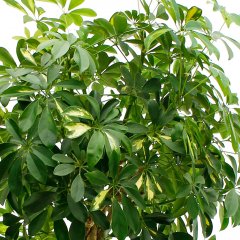 Schefflera verzorging Schefflera verzorging