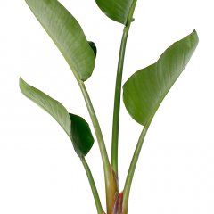 Strelitzia verzorging Strelitzia verzorging
