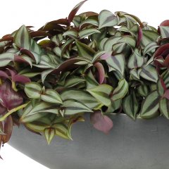 Tradescantia verzorging Tradescantia verzorging