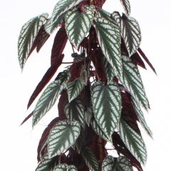 Cissus verzorging Cissus verzorging