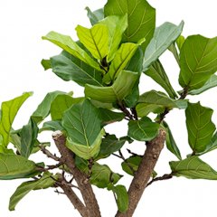 Ficus Lyrata Ficus Lyrata