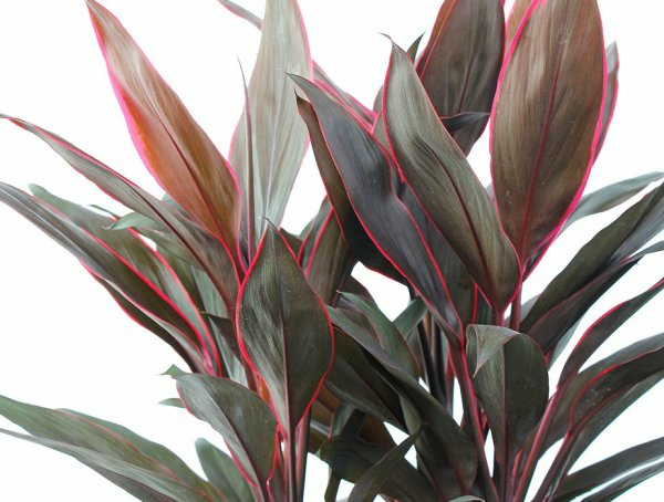 Cordyline_Rumba_blad.webp