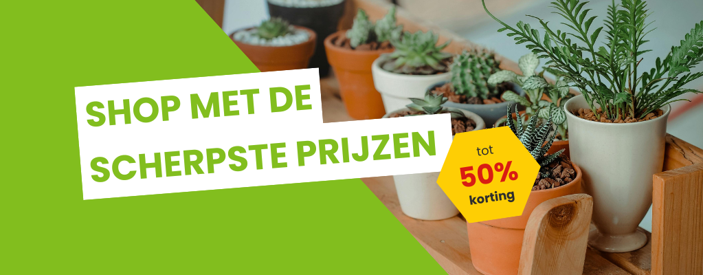 Goedkope kamerplanten