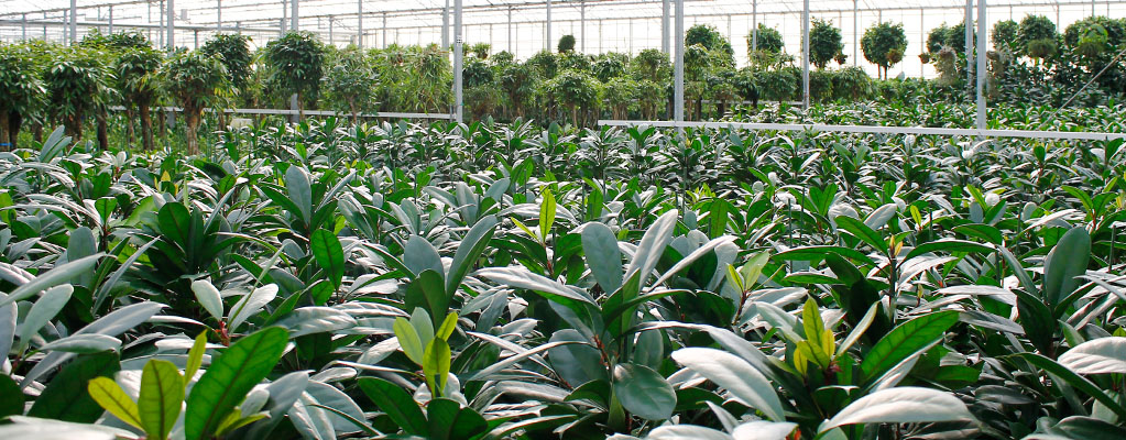 Philodendron - Philodendron Imperial Green