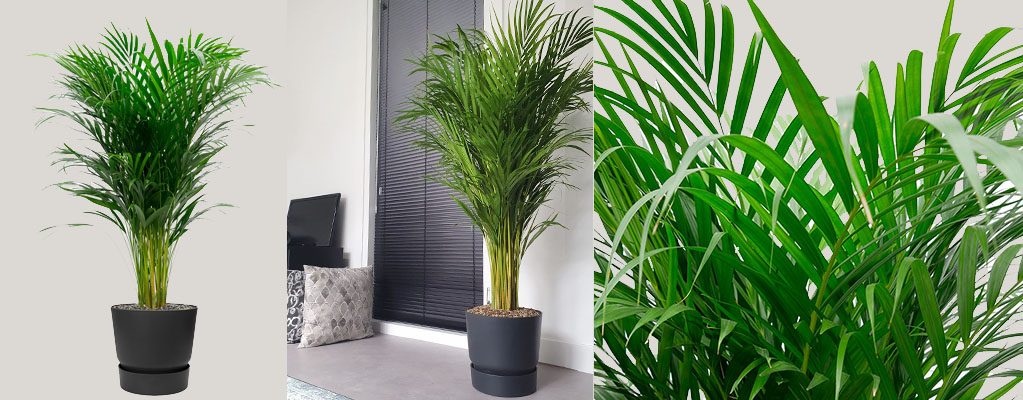 Luchtzuiverende Planten - Kentia Palm