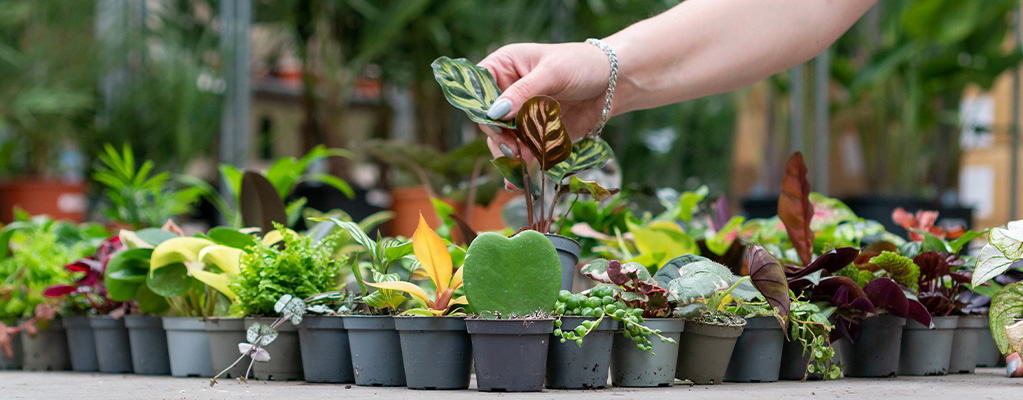 Peperomia Stekjes