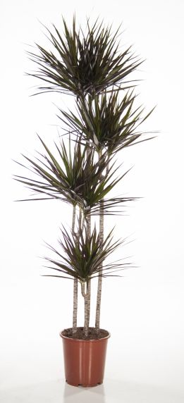 Dracaena Magenta