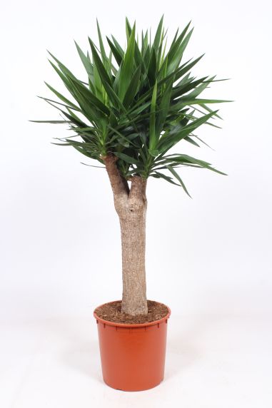 Yucca Elephantipes
