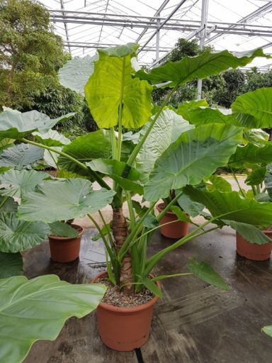 Grote Alocasia macrorrhiza kamerplant