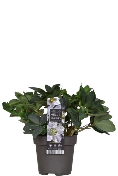 Helleborus Christmas Carol